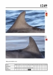2019 East Coast Scotland Bottlenose Dolphin Photo-ID Catalogue, image ID 2177