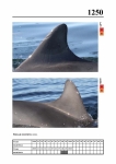 2019 East Coast Scotland Bottlenose Dolphin Photo-ID Catalogue, image ID 2178