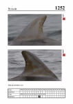 2019 East Coast Scotland Bottlenose Dolphin Photo-ID Catalogue, image ID 2180