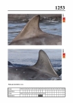 2019 East Coast Scotland Bottlenose Dolphin Photo-ID Catalogue, image ID 2181