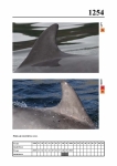 2019 East Coast Scotland Bottlenose Dolphin Photo-ID Catalogue, image ID 2182