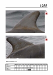2019 East Coast Scotland Bottlenose Dolphin Photo-ID Catalogue, image ID 2183