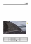 2019 East Coast Scotland Bottlenose Dolphin Photo-ID Catalogue, image ID 2184