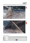 2019 East Coast Scotland Bottlenose Dolphin Photo-ID Catalogue, image ID 2185