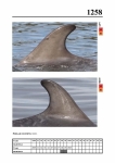 2019 East Coast Scotland Bottlenose Dolphin Photo-ID Catalogue, image ID 2186