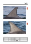 2019 East Coast Scotland Bottlenose Dolphin Photo-ID Catalogue, image ID 2187