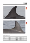 2019 East Coast Scotland Bottlenose Dolphin Photo-ID Catalogue, image ID 2188