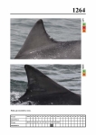 2019 East Coast Scotland Bottlenose Dolphin Photo-ID Catalogue, image ID 2189