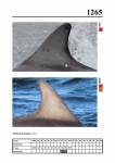 2019 East Coast Scotland Bottlenose Dolphin Photo-ID Catalogue, image ID 2190
