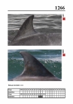 2019 East Coast Scotland Bottlenose Dolphin Photo-ID Catalogue, image ID 2191
