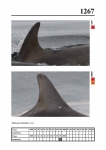 2019 East Coast Scotland Bottlenose Dolphin Photo-ID Catalogue, image ID 2192