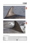 2019 East Coast Scotland Bottlenose Dolphin Photo-ID Catalogue, image ID 2193
