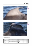 2019 East Coast Scotland Bottlenose Dolphin Photo-ID Catalogue, image ID 2194