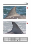 2019 East Coast Scotland Bottlenose Dolphin Photo-ID Catalogue, image ID 2195