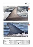 2019 East Coast Scotland Bottlenose Dolphin Photo-ID Catalogue, image ID 2196