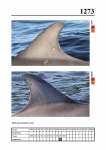 2019 East Coast Scotland Bottlenose Dolphin Photo-ID Catalogue, image ID 2198