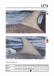 2019 East Coast Scotland Bottlenose Dolphin Photo-ID Catalogue, image ID 2199