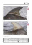2019 East Coast Scotland Bottlenose Dolphin Photo-ID Catalogue, image ID 2200