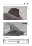 2019 East Coast Scotland Bottlenose Dolphin Photo-ID Catalogue, image ID 2201