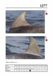2019 East Coast Scotland Bottlenose Dolphin Photo-ID Catalogue, image ID 2202