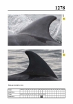 2019 East Coast Scotland Bottlenose Dolphin Photo-ID Catalogue, image ID 2203