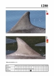 2019 East Coast Scotland Bottlenose Dolphin Photo-ID Catalogue, image ID 2205