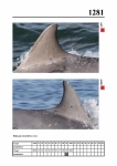 2019 East Coast Scotland Bottlenose Dolphin Photo-ID Catalogue, image ID 2206