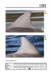 2019 East Coast Scotland Bottlenose Dolphin Photo-ID Catalogue, image ID 2207