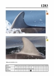 2019 East Coast Scotland Bottlenose Dolphin Photo-ID Catalogue, image ID 2208