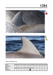 2019 East Coast Scotland Bottlenose Dolphin Photo-ID Catalogue, image ID 2209