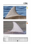 2019 East Coast Scotland Bottlenose Dolphin Photo-ID Catalogue, image ID 2211