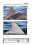 2019 East Coast Scotland Bottlenose Dolphin Photo-ID Catalogue, image ID 2212