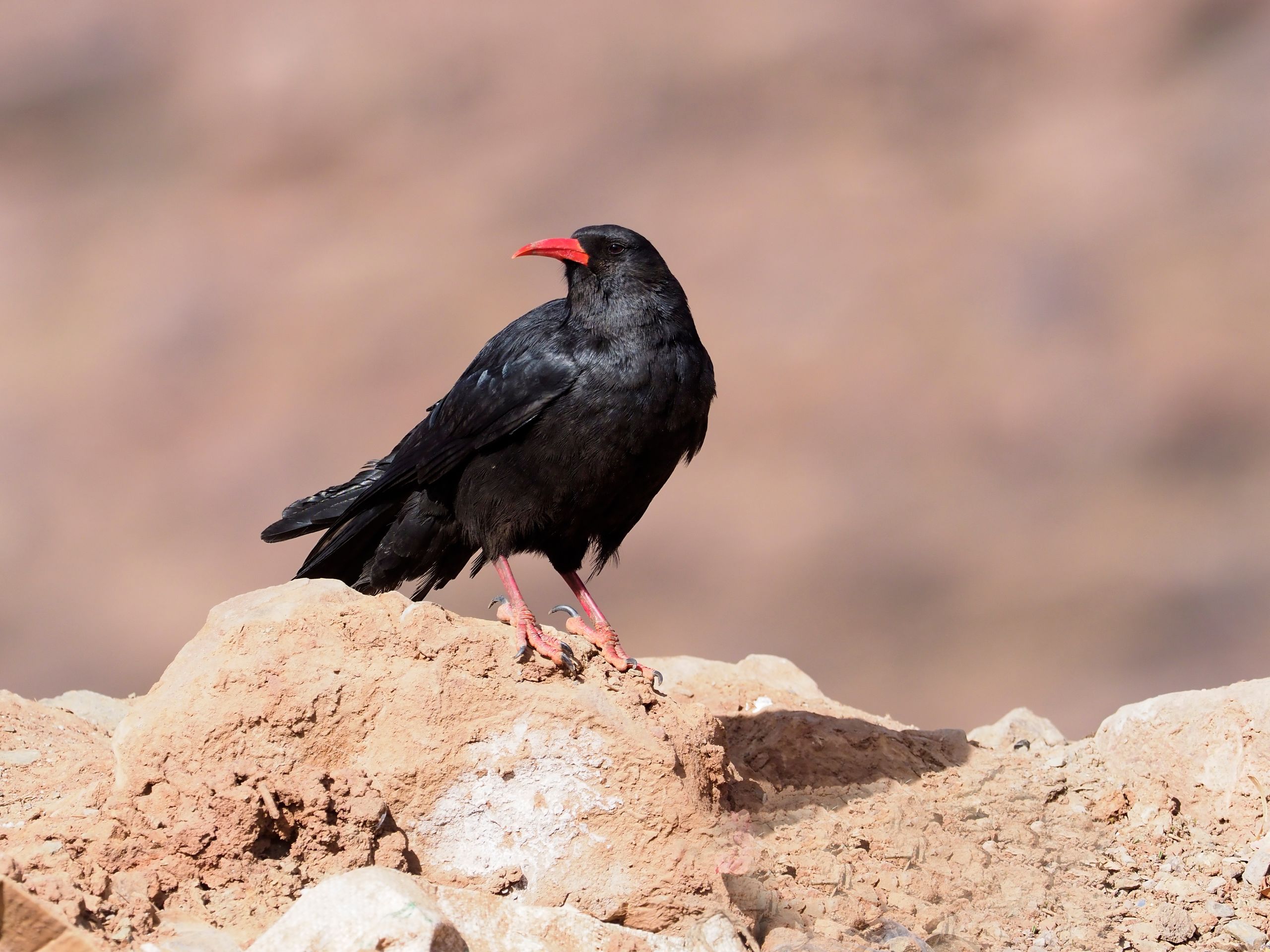 red-billed chough