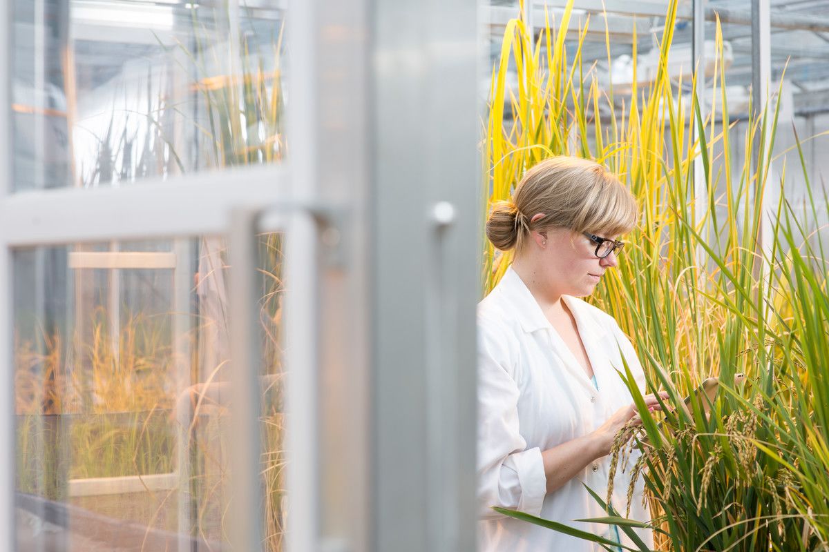 A researcher in a greenhouse entering data into a tablet computer