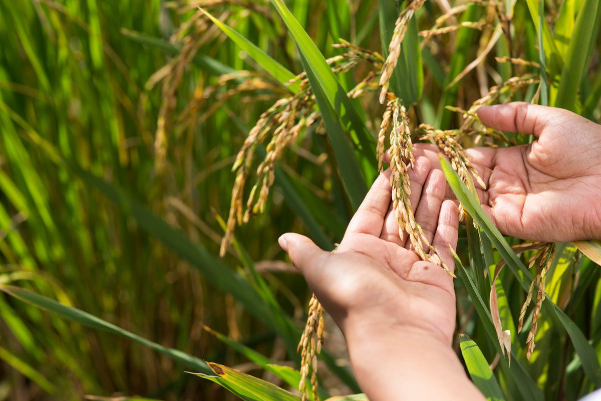Hands holding a rice crop in a rice field