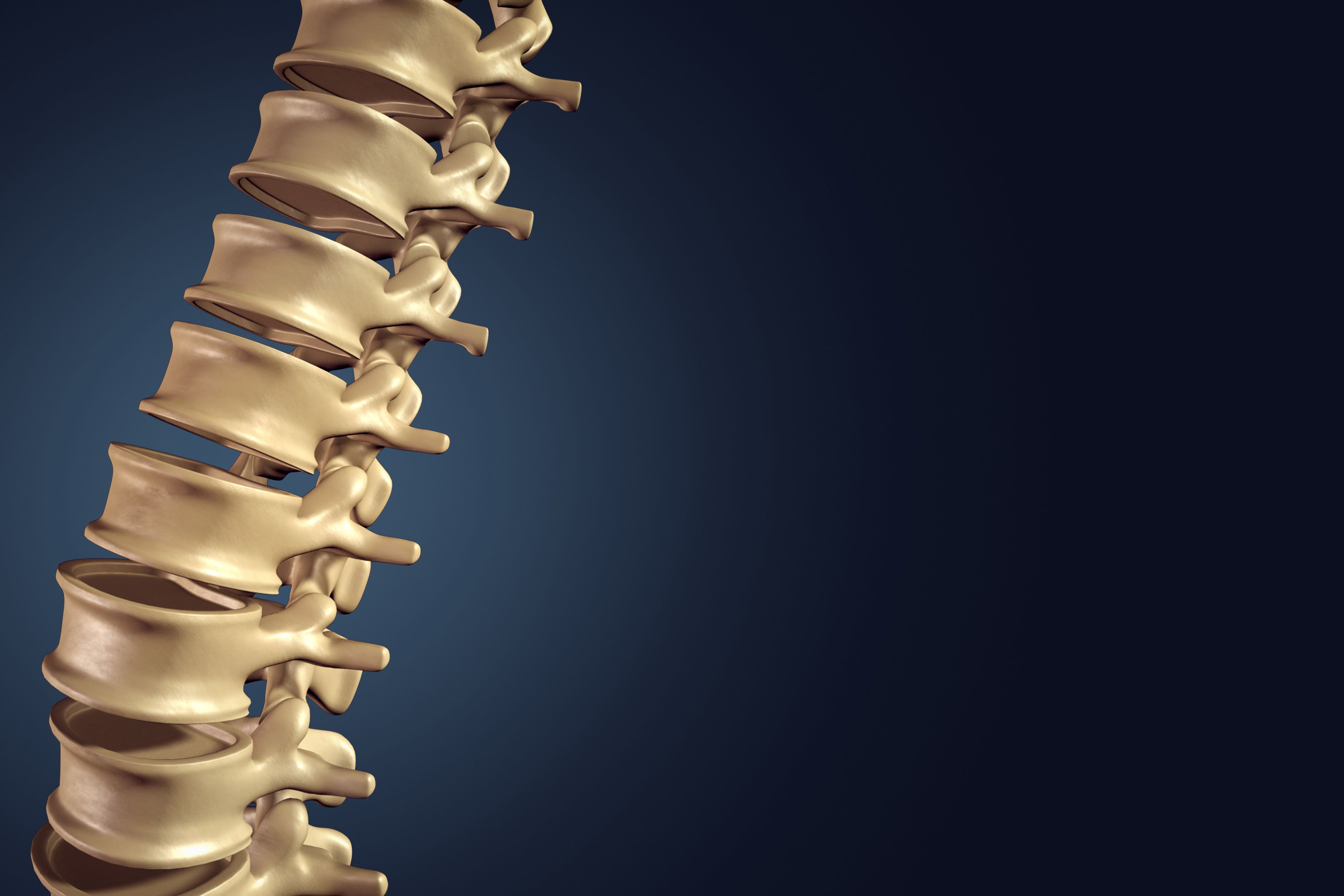 3D spinal model