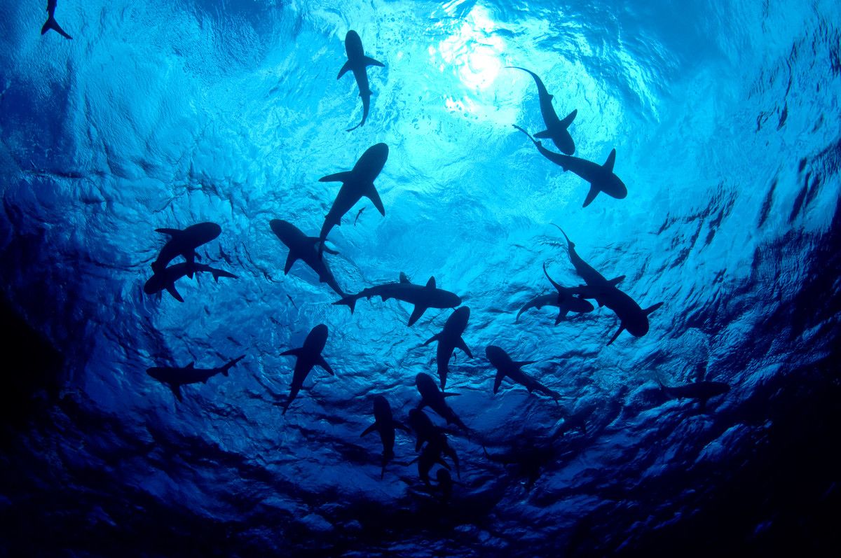 Group of sharks in sea