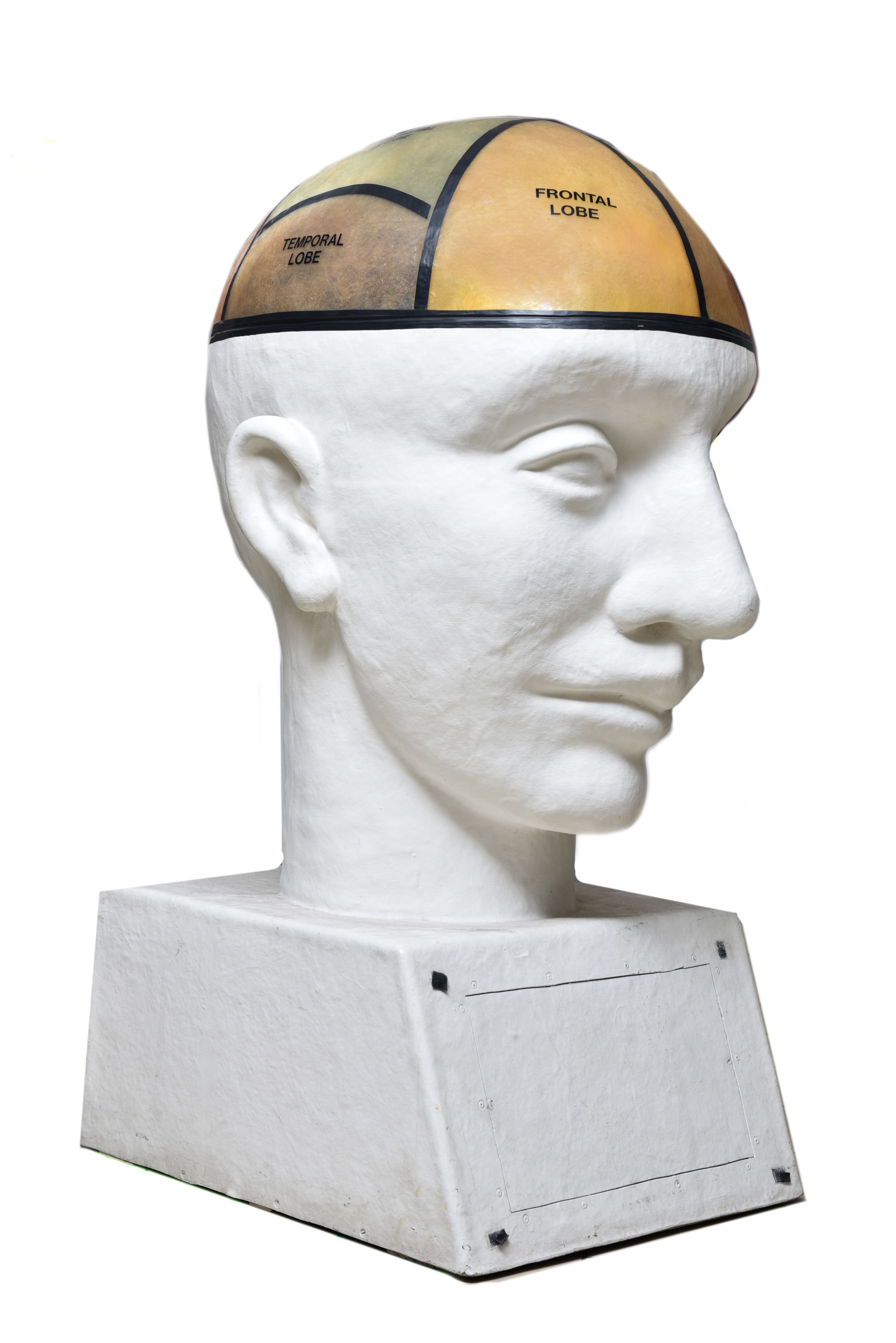 Photo of an anatomical model of the human head.
