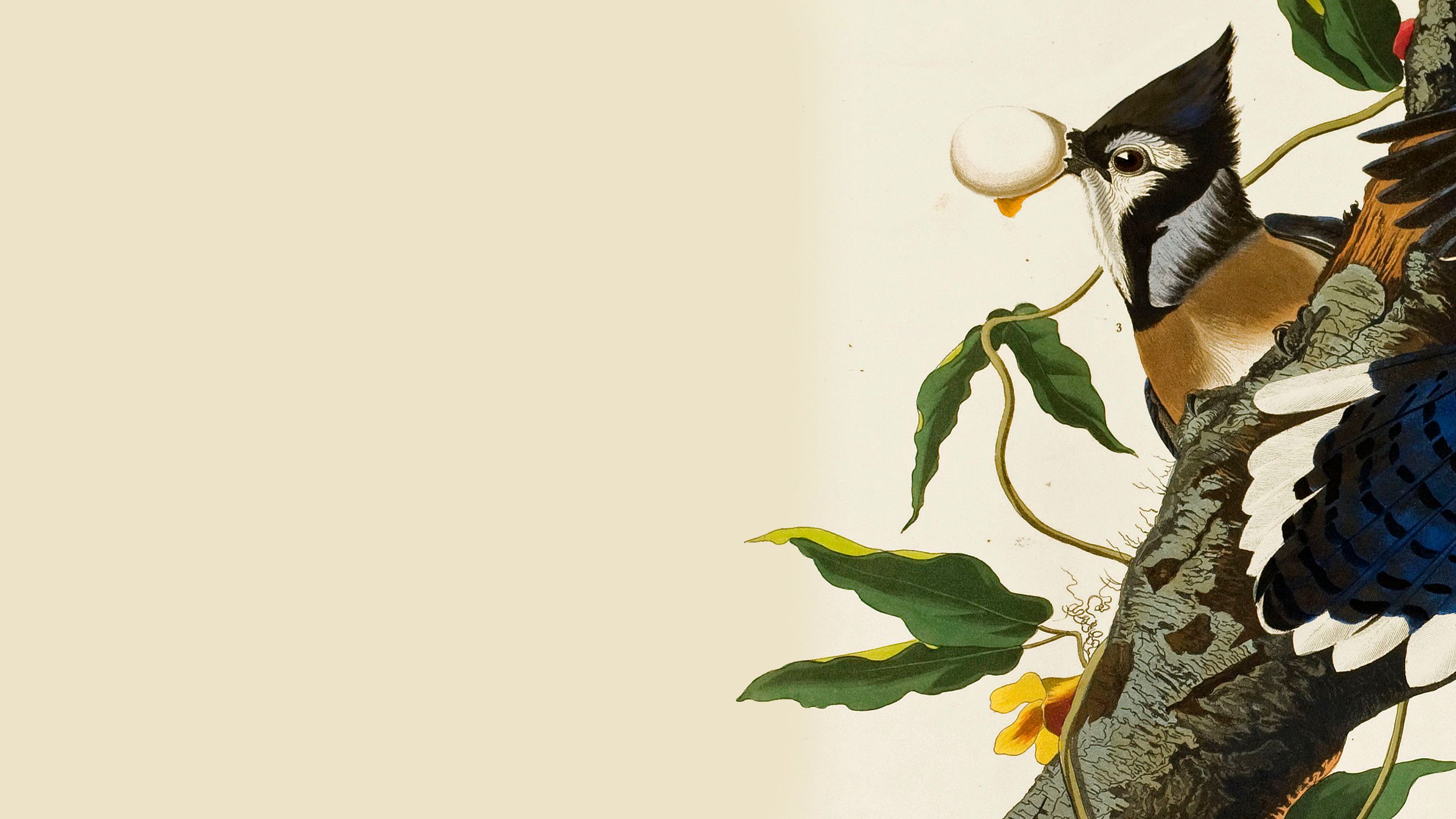 Illustration of a female Blue Jay, from Audubon's Birds of America.