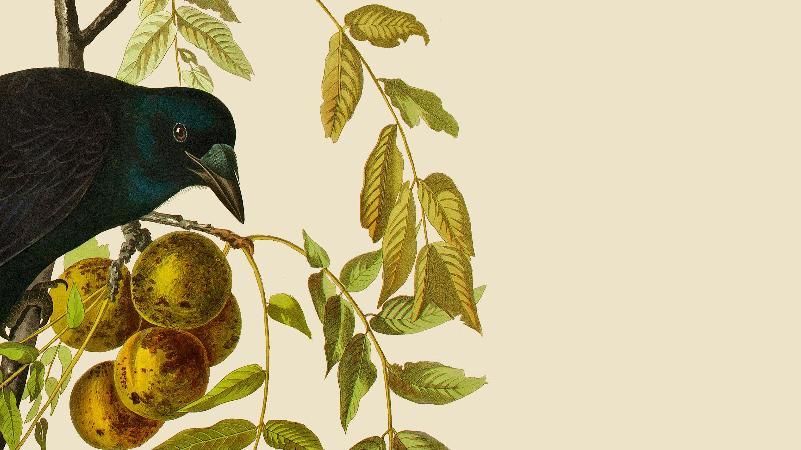 Illustration of an American Crow, from Audubon's Birds of America.