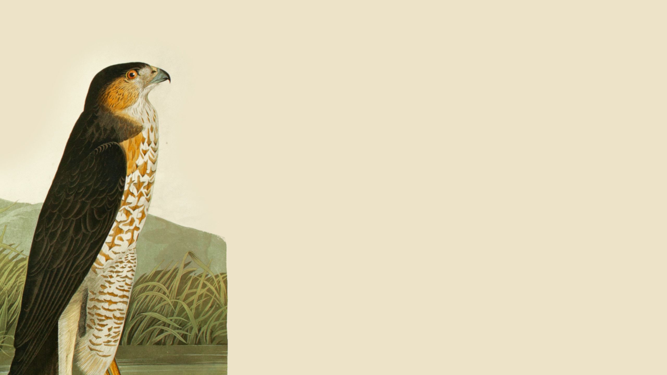 Illustration of a Goshawk with foliage in background, taken from Audubon's Birds of America.