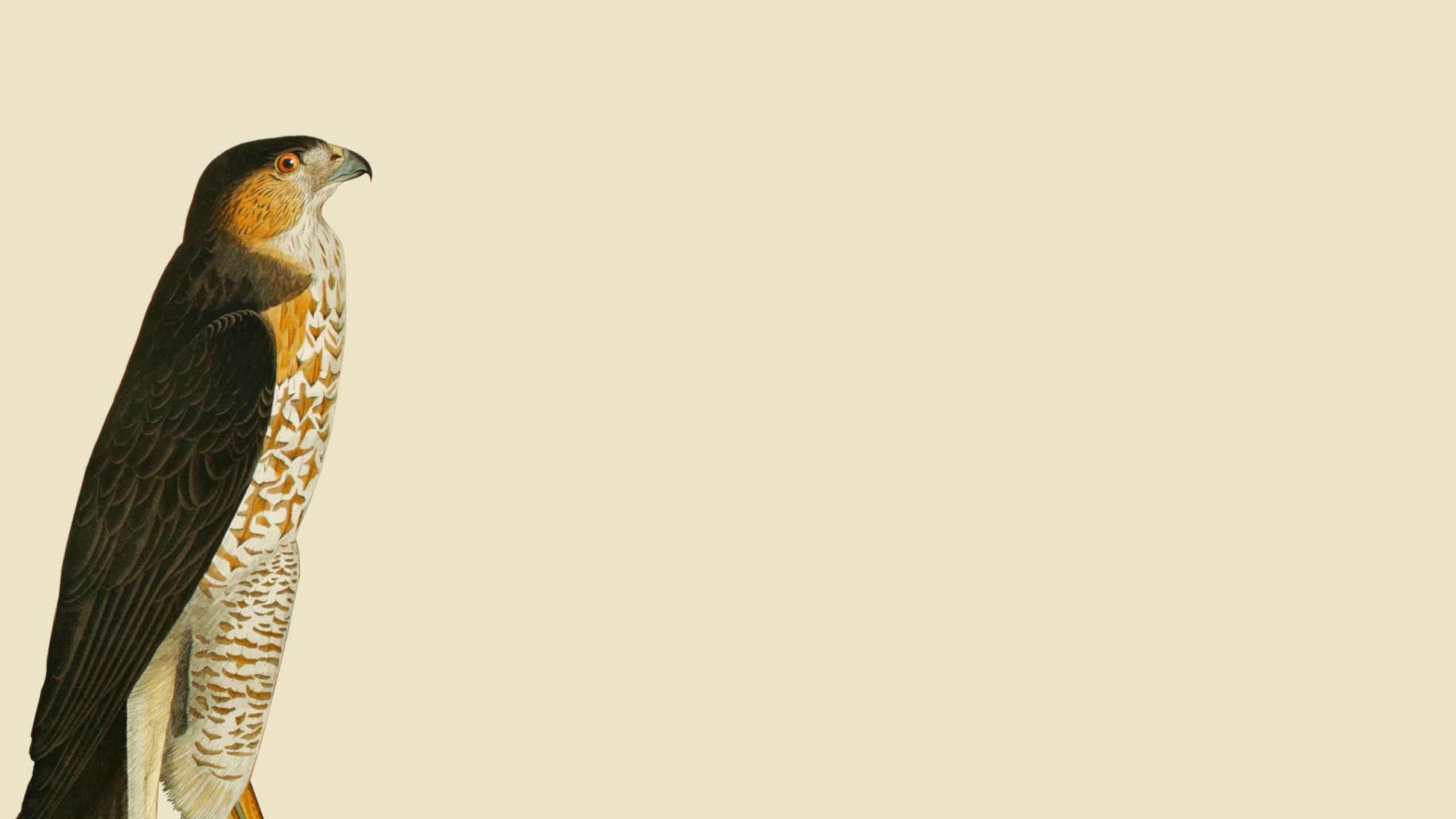 Illustration of a Goshawk, taken from Audubon's Birds of America.