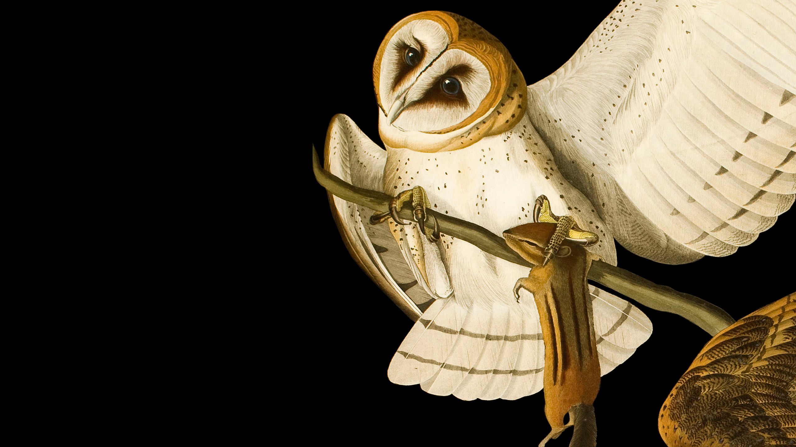 Illustration of an Owl with prey, taken from Audubon's Birds of America