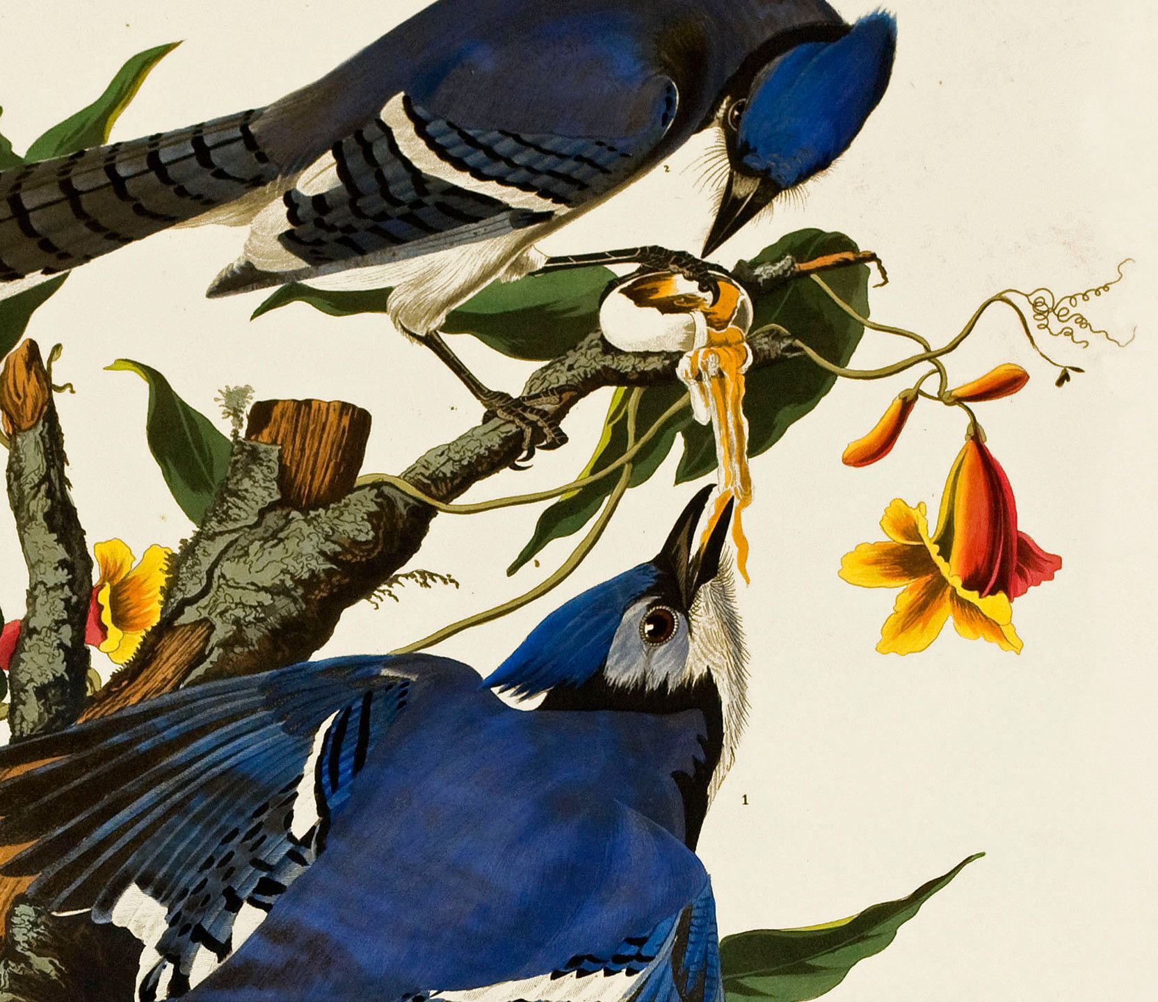 Close-up from an illustration of a Blue Jay from Audubon's Birds of America.