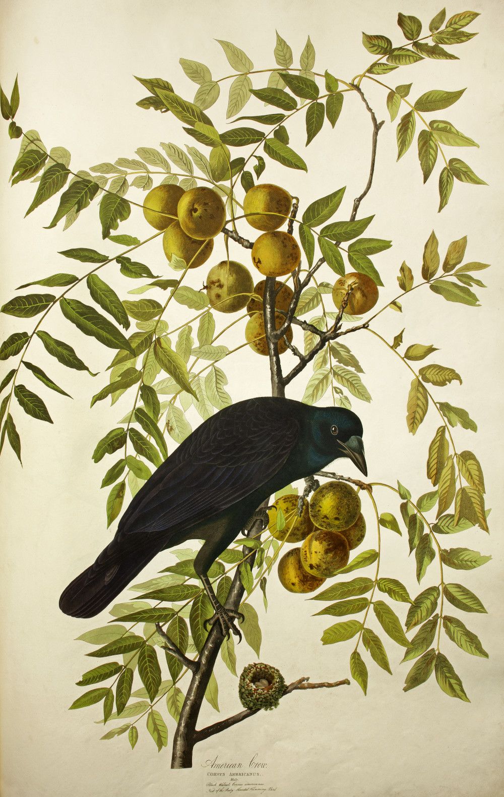 Smaller version of the American Crow illustration.