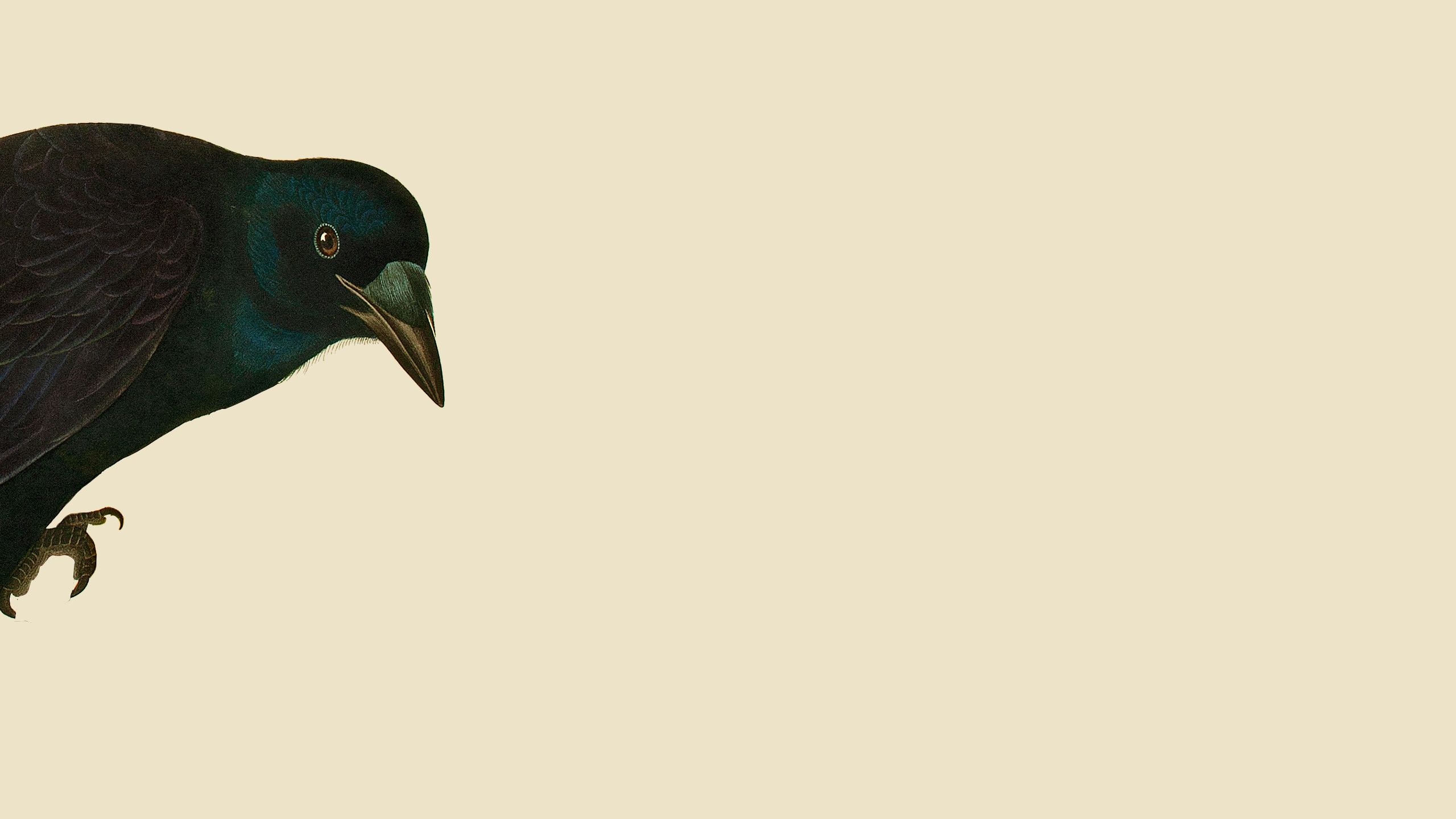 Close-up from an illustration of an American Crow, taken from Audubon's Birds of America.