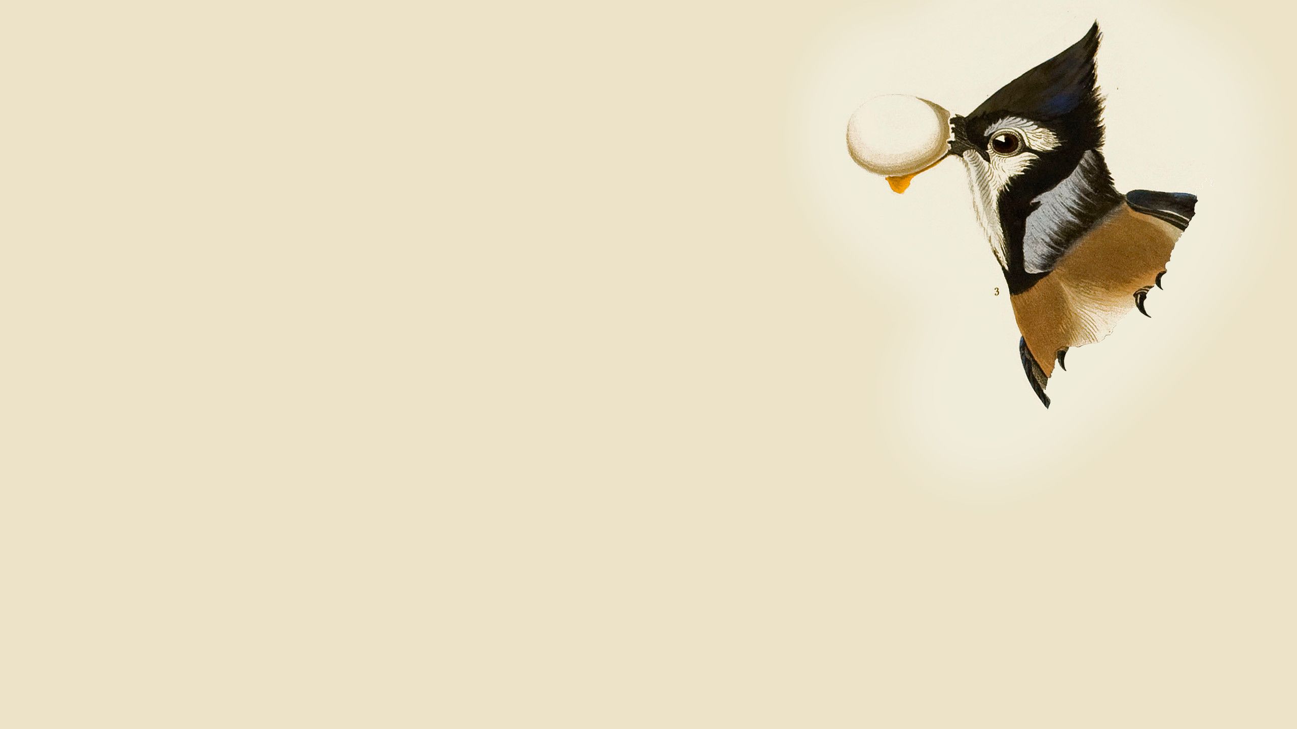 Close-up of a female Blue Jay, from Audubon's Birds of America.