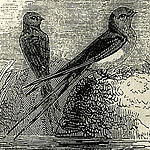 Sketches of natural history.